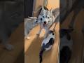 みんなに好き好きして回る赤ちゃんハスキー #シベリアンハスキー #ハスキー #猫