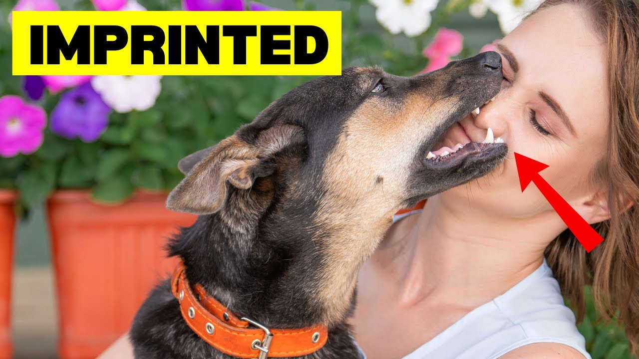 11 Signs Your Dog Has Imprinted on You - YouTube