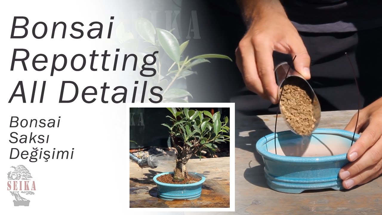 Bonsai Saksı Değişimi Nasıl Yapılır