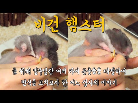 벌레 못먹는 햄스터를 위해 여러가지 곤충을 대접하여 편식을 고치고자한 어느 햄집사의 이야기 (Training for hamsters that <strong>cannot</strong> eat insects)