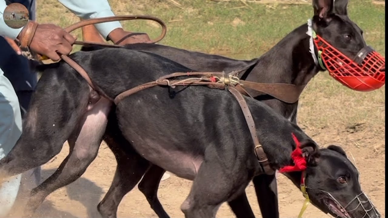 Bhera slip track race.