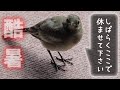晩夏のハクセキレイたち - 自立への道（１）