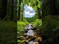 “Forest Stream After the Rain”
