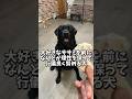 #ラブラドールレトリバー #黒ラブ #大型犬 #ラブラドール #レトリバー #labradorretriever #blacklab