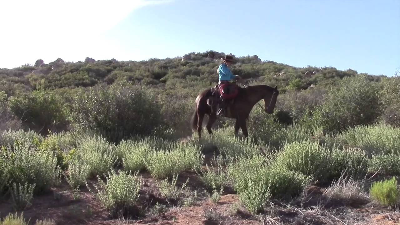 Ike Hip 40 He sells at the Western Wyoming Horse Sale on June 13th