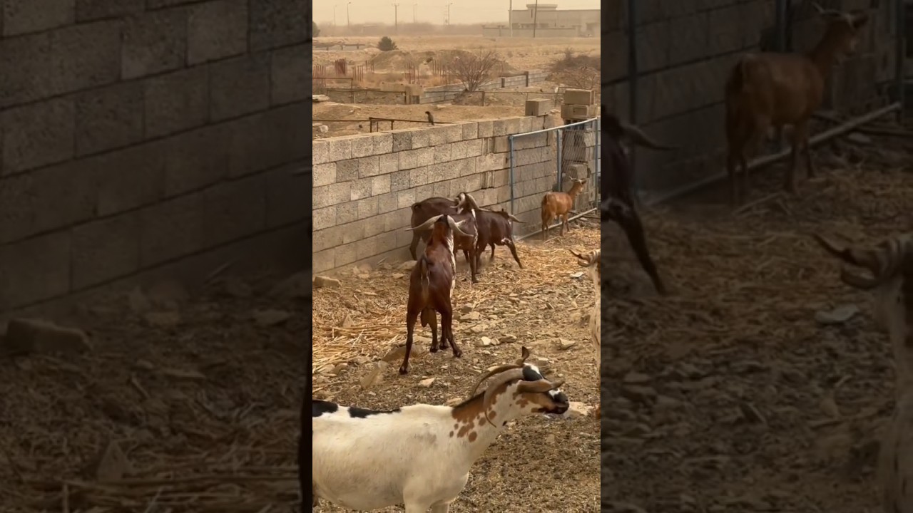 watch arabian Goat fighting 