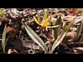 Spring snapshot of the woods near Gananoque - 2021