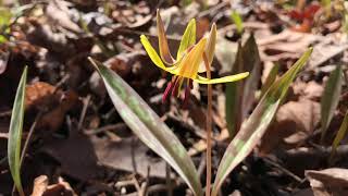 Spring snapshot of the woods near Gananoque - 2021