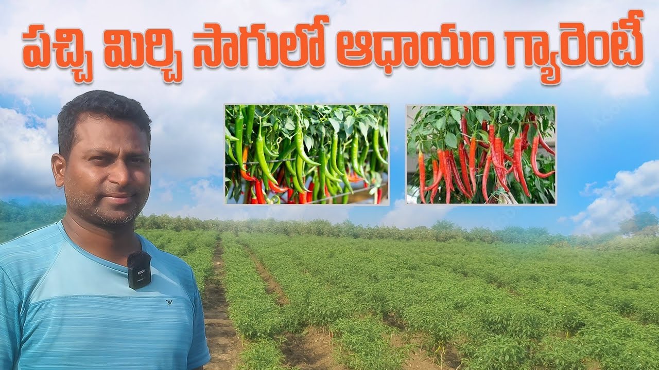 Green Chilly Cultivation In Telugu |Chilliy Farming | పచ్చి మిరపసాగు.