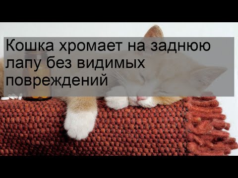 Кошка не наступает на заднюю лапу что делать в домашних условиях