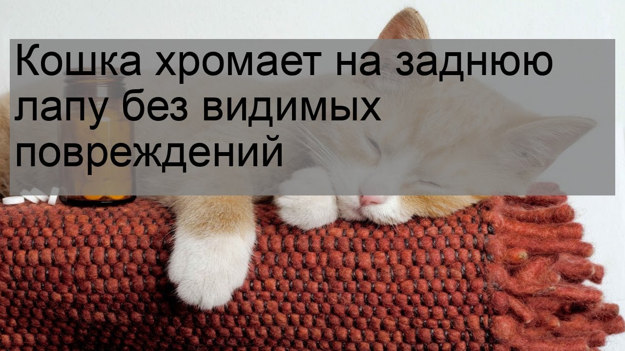 Кошка хромает на заднюю лапу без видимых повреждений