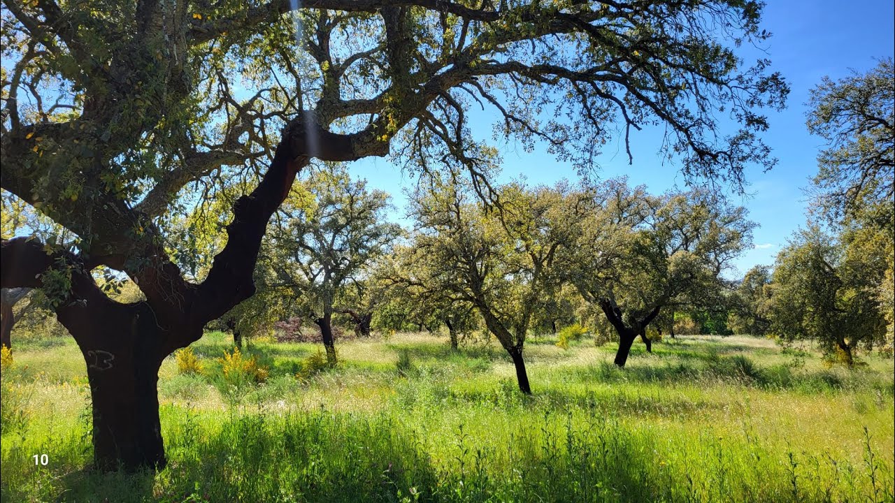 Farm with house and well - 12,69ha - Quinta dos Carvalhos - Castelo Branco. Price: 350.000€