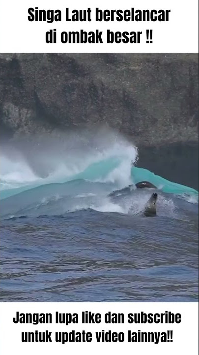 Singa laut berselancar di ombak raksasa! 💦 | Sea lions surfing giant waves! 💦