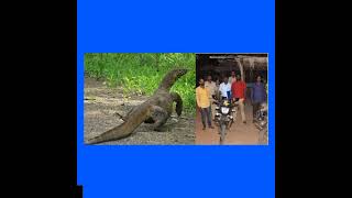 FOUR INDIA MEN WERE ARRESTED AND PUT IN PRISON BECAUSE THEY RAPING AMOÑITOR LÌZARD IN FOREST