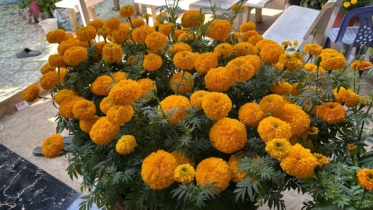 Hoa vạn thọ Tết 2026 được 7-8 ngày tuổi và tới phân cho cây phát triển tốt.