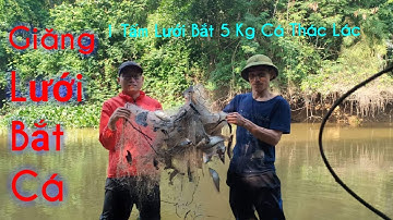 Thôn Quê TV | Giăng Lưới Bắt Cá Sông - 1 Tấm Lưới Bắt 5 Kg Cá Thác Lác