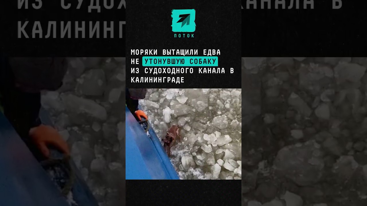 Моряки вытащили едва не утонувшую собаку из судоходного канала в Калининграде 
