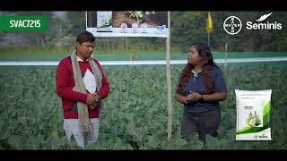 Bayer Seminis – SVAC 7215 | Features of SVAC 7215 – Ready sooner, higher profit