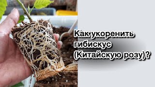 Как укоренить гибискус (Китайскую розу)