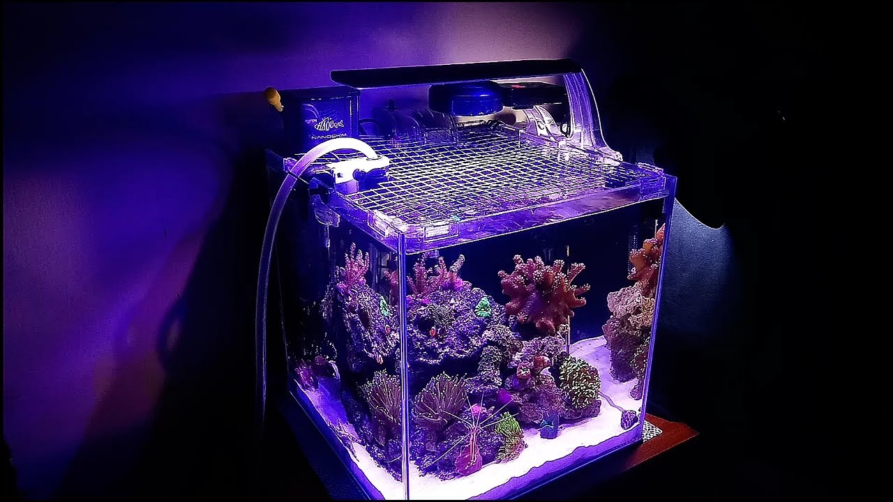 Acquario marino Nano Reef, un pezzo di barriera corallina in casa - YouTube