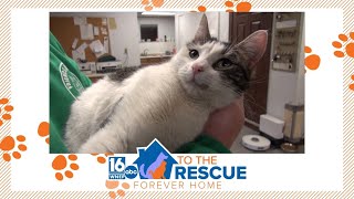 16 To The Rescue: Tinkerbell