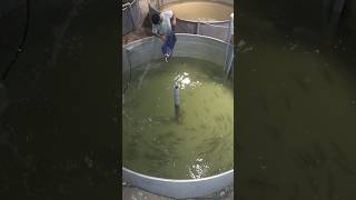 Seabass in Recirculating Aquaculture System #ras #fish #barramundi #water #filter #tank #trending