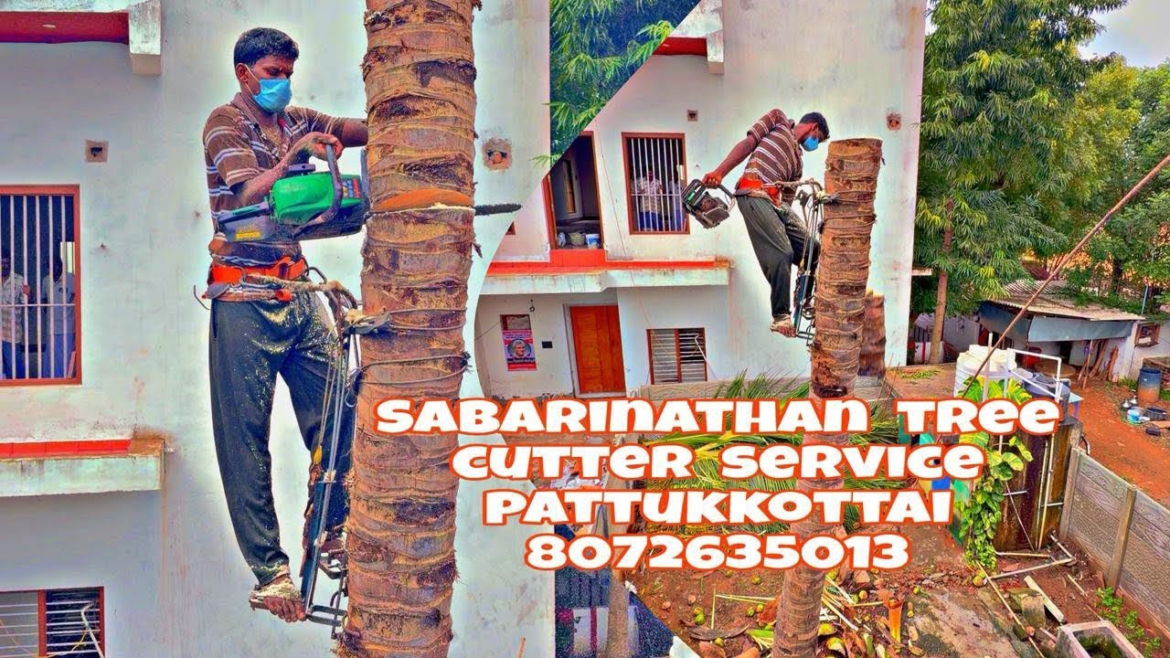 தென்னை மரம் வெட்டும் வேலை சபரிநாதன் பட்டுக்கோட்டை🦸‍♀️8072635013