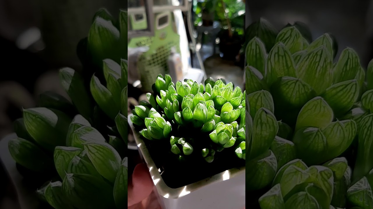 camera iphone 8 plus apk Haworthias
