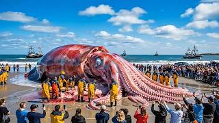 How Fishermen Catch 1000 Pound Giant Squid – A Deep-Ocean Longline Fishing Documentary
