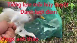 tiếng tete vàng hủy diệt đánh lưới đêm | vlogs anh thảo