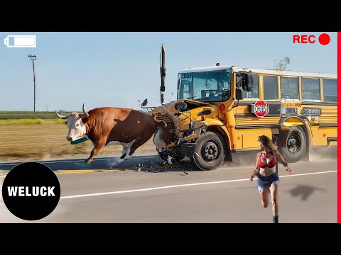 Brutal Car Crashes Chaos Top 20 Shocking Animal