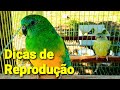 COMEÇANDO A ÉPOCA DE REPRODUÇÃO DO RED RUMPED 4K