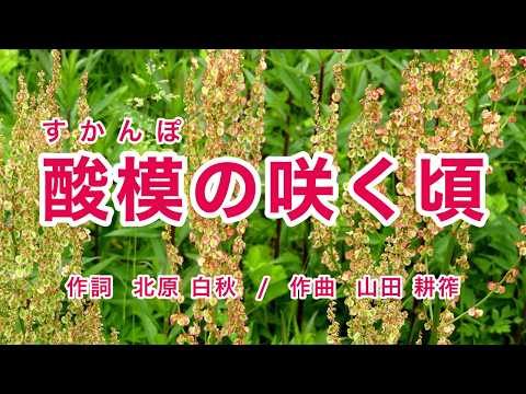 Capa de 酸模の咲く頃｜歌詞付き｜土手のすかんぽ ジャワ更紗｜大人のための童謡・唱歌｜Romanized: JP subs