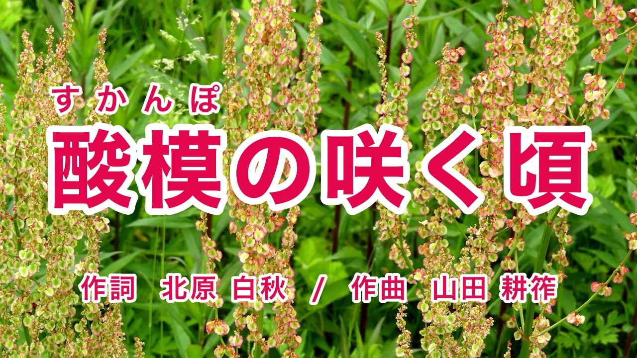 酸模の咲く頃｜歌詞付き｜土手のすかんぽ ジャワ更紗｜大人のための童謡・唱歌｜Romanized: JP subs