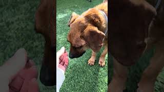 New A5730074 Ted Labrador Retriever