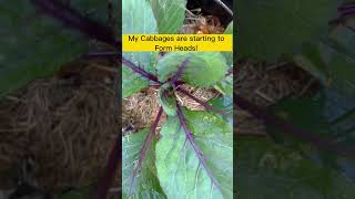 Growing Cabbage in Dollar Store Buckets gardening cabbage containergardening diy garden