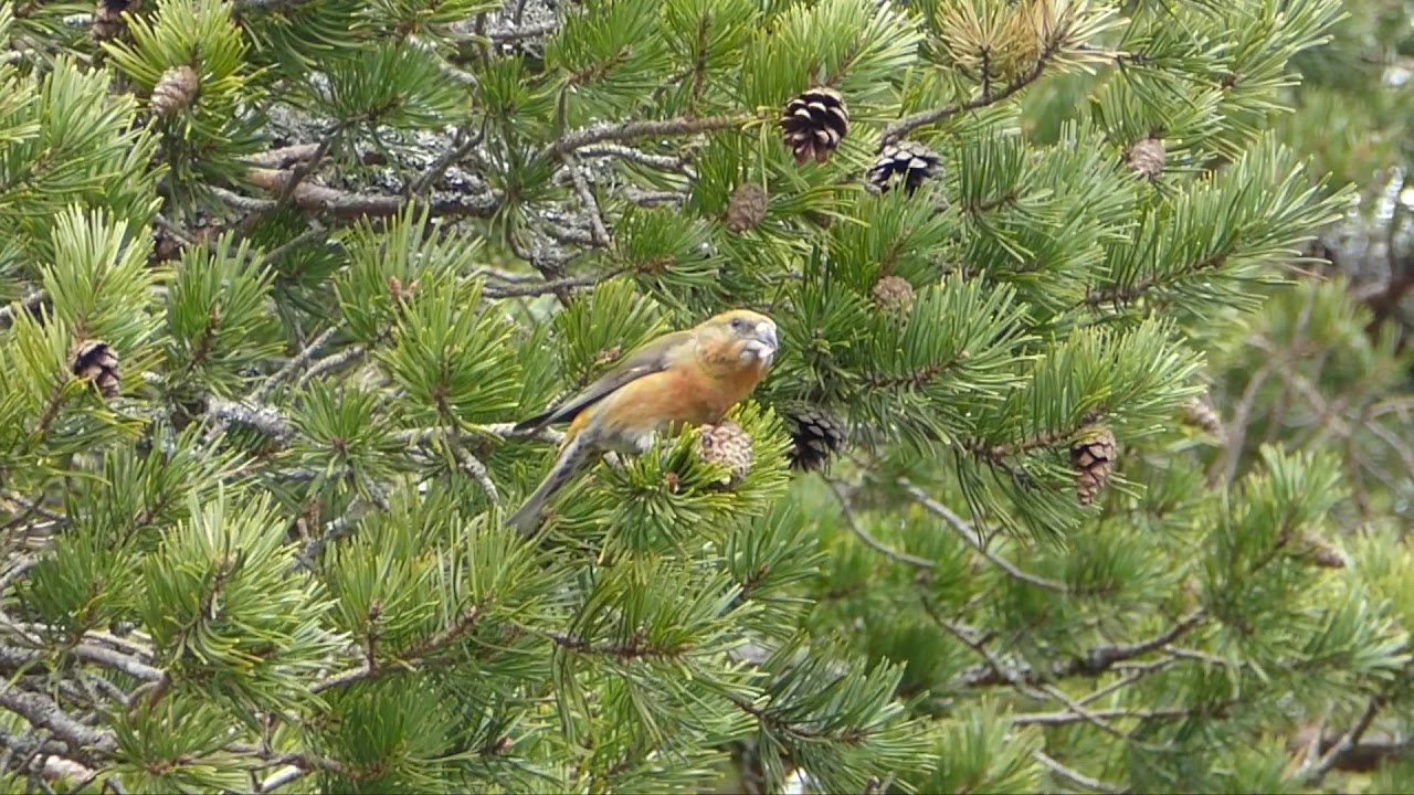 Close up of a crossbill eating pine cones YouTube