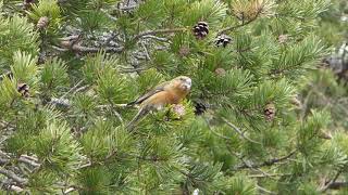 Close up of a crossbill eating pine cones