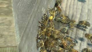 My Bees April 2020