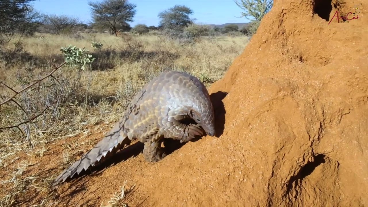 AfriCat Pangolin Research Project