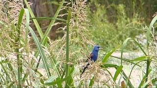 Blue Grosbeak 2