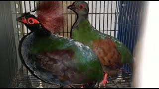 Puyuh Senan Jambul Sepasang Burung Hias Aviary Indonesia