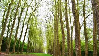 15 Minute Meditation for Stress Relief and Building Confidence  Mindful Movement