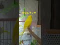 やっぱり頭を食べるトリ