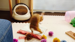 お母さんから貰ったプレゼントが嬉しすぎたウサギ #855