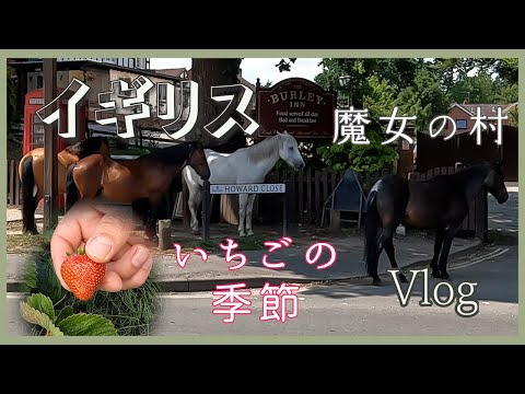 【イギリス暮らし】今が旬のいちご狩りへ/ニューフォレストの馬たち/魔女の村