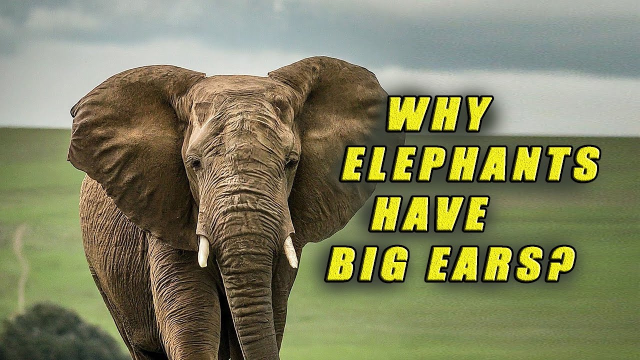 Why Elephants Have Big Ears?