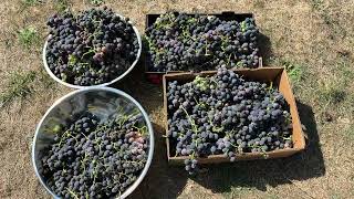 Сша. Собираю Виноград. Делаю Сок. Сентябрь 2025Collecting Grapes. Im Making Juice. September 2025