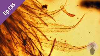 Episode 135: Burmese Amber Pt2
Continuing our mini series on Burmese Amber, we now turn our focus to the ethics of working on this fossil material. Can possessing or working on amber from Myanmar ever be considered ethical?
In the first part of this episode, we examine the political context, work around Myanmar’s fossil exportation laws and follow the money back through the trade routes. In the second part (released in two weeks), we’ll be discussing why it’s currently unethical to study Burmese amber, what palaeontologists can do about that, and whether the situation might change in the future.
Joining us to guide us through this process are Nussaïbah Raja (Friedrich-Alexander University Erlangen-Nürnberg) and Dr Emma Dunne (University of Birmingham), authors of a soon-to-be-released study looking at exactly these issues.
Website: https://www.palaeocast.com/burmese-amber-pt2/ Episode 135: Burmese Amber Pt2