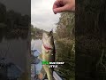Ultralight FLORIDA Bass! #bassfishing #kayakfishing